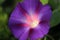 Deep Violet-Colored, Morning Glory -