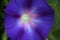 Deep Violet-Colored, Morning Glory - Ipomoea purpurea