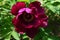 Deep violet flower of Tree Peony, latin name Paeonia Suffruticosa, cultivar Zi Guang Xia Pei