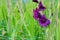 Deep violet Gladiolus flower in field and garden farm . Representation to Splendid Beauty and promise