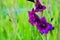 Deep violet Gladiolus flower in field and garden farm . Representation to Splendid Beauty and promise