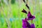 Deep violet Gladiolus flower in field and garden farm . Representation to Splendid Beauty and promise