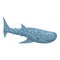 Deep whale shark icon cartoon vector. Fish species