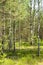 Deep wild forest in Belarus, mixt trees