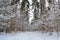 Deep winter forest landscape with road. Cold season. Pine branch. Belarus landscape