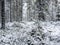 Deep winter Northern snow-covered forest in Karelia