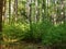 Deep in the woods at Cooks Forest State Park in Pennsylvania, baby green pine trees growing between the really tall trees