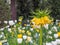 Deep yellow Fritillaria Imperialis Aurora flowers with tulips