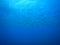 Deepblue sea thounsand fish