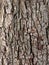 Deeply Textured Bark Fissure Pattern
