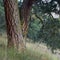 Deeply textured bark of a Ponderosa Pine