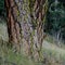 Deeply textured bark of a Ponderosa Pine