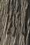 Deeply Textured Detail of Silky Oak Tree Bark
