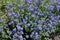 Deeply toothed leaves and spikes of bright blue flowers of Austrian speedwell