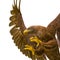 Deepsea eagle hunting on white background side view close up