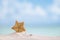 Deepwater rare starfish with ocean , beach and seascape