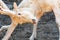 Deer albino. White old deer close-up. A white deer with wool antlers took a fighting stance