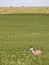 Deer in alfalfa field
