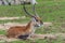 Deer animal life natural nature wildlife forest outdoor park garden