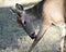 Deer animal photo. Picture. Portrait. Image. Deer licking its leg. Close-up profile view.