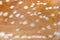 Deer animal skin texture