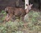 Deer animal stock photo. Deer animal White-tailed dear close-up profile view with bokeh background