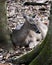 Deer animal stock photo. Deer animal White-tailed dear close-up profile view resting background. Deer animal picture. Deer animal