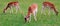 deer, animal, wildlife, mammal, fawn, grass, wild, nature, fallow, doe, young, brown, green, antlers, stag, baby, animals,