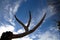 Deer Antler Against Blue Sky Backdrop