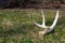 Deer Antler Lying Upon a Grassy Field