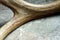 Deer Antler Macro