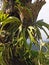 Deer antler plants can live on dry trees, of course they must be watered