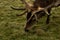 Deer with antlers close up, eating grass, in Bushy Park London