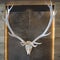 Deer antlers framed in alpine home