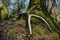 Deer antlers lost by a bull deep in the forest. Sharp shining arrowheads in the undergrowth