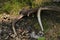 Deer antlers lost by a bull deep in the forest. Sharp shining arrowheads in the undergrowth