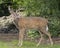 A Deer with Antlers Surveys the Scene