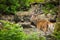 Deer with antlers watching you at a stream