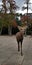 Deer approaching camera during autumn