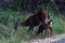 deer and baby move near side of roadway with grass and weeds