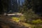 A deer at the baks of the merced river in the Yosemite valley