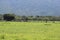 Deer in Baluran Savana Forest in Situbondo