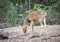 Deer Barasingha