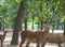 Deer with beautiful antlers in the green park