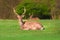 Deer with beautiful horns