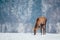 Deer in beautiful winter landscape