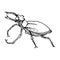 Deer beetle. Side view. Drawing with black lines, marker, line art