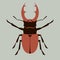 Deer beetle, vector illustration, flat style ,front