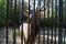 Deer behind bars in the zoo shut down eyes from savouring