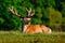 Deer, bellow majestic powerful adult red deer stag outside autumn forest, animal lying in the grass, nature habitat, France. Deer